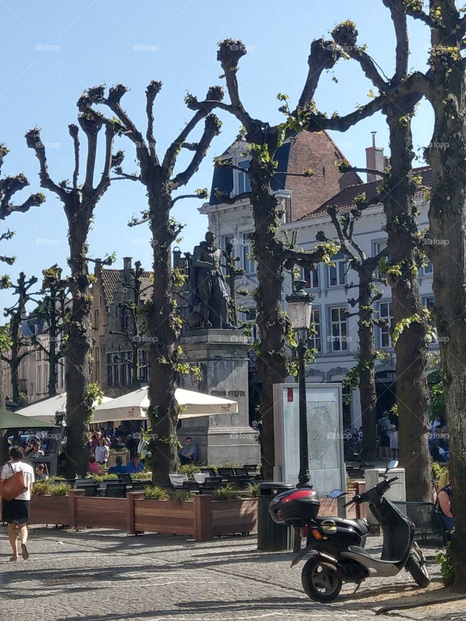 trees in Brugge