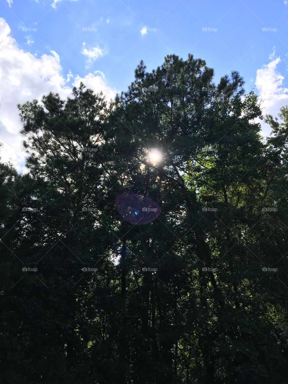 Sunshine through the trees