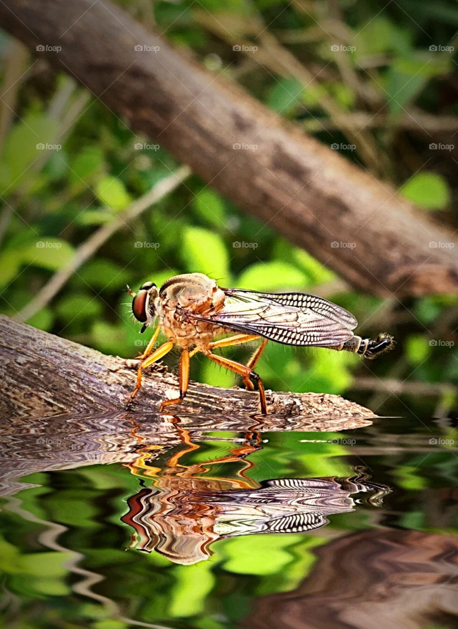 A horsefly resting on a twig, reflected above water.