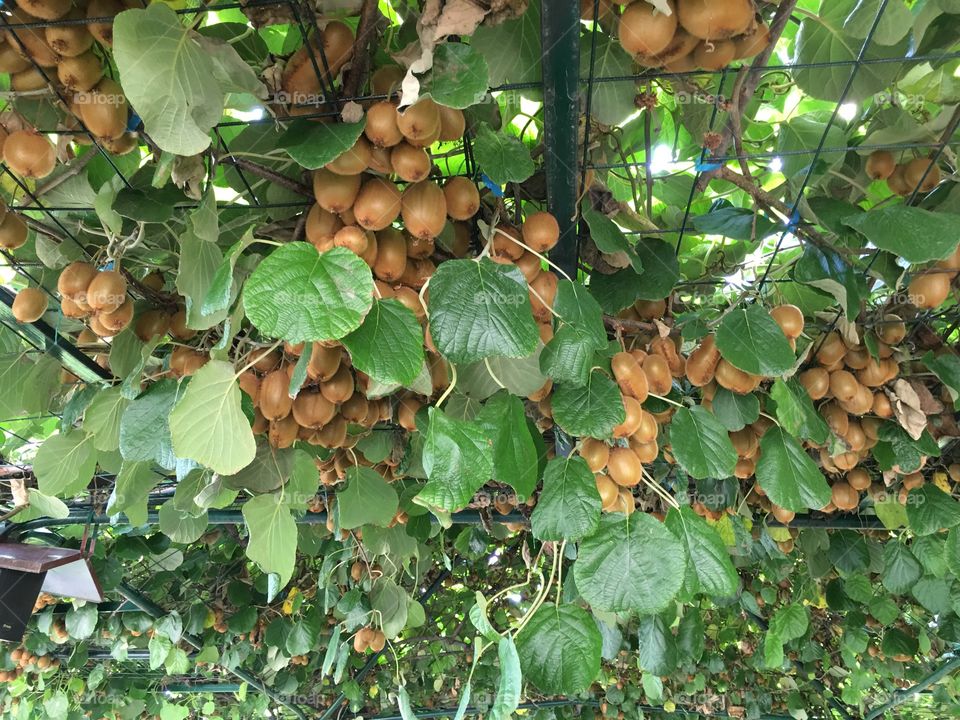 Kiwi fruits hanging from plant