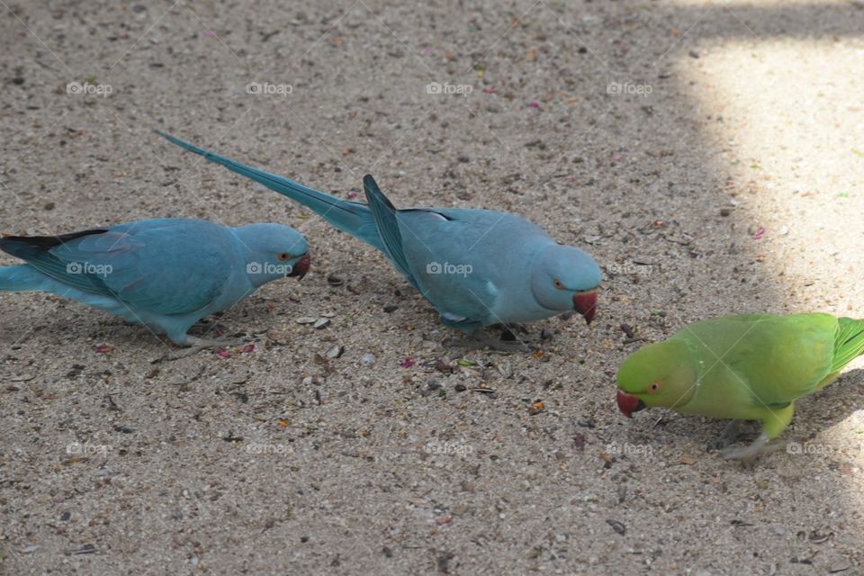 Beautiful Birds