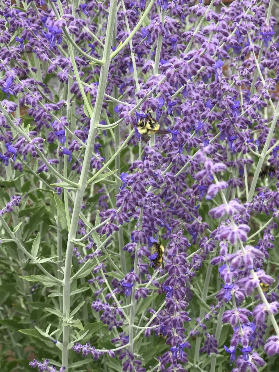 Closeup of some beautiful Russian Sage. The bees are very busy collecting pollen from the beautiful purple flowers. 