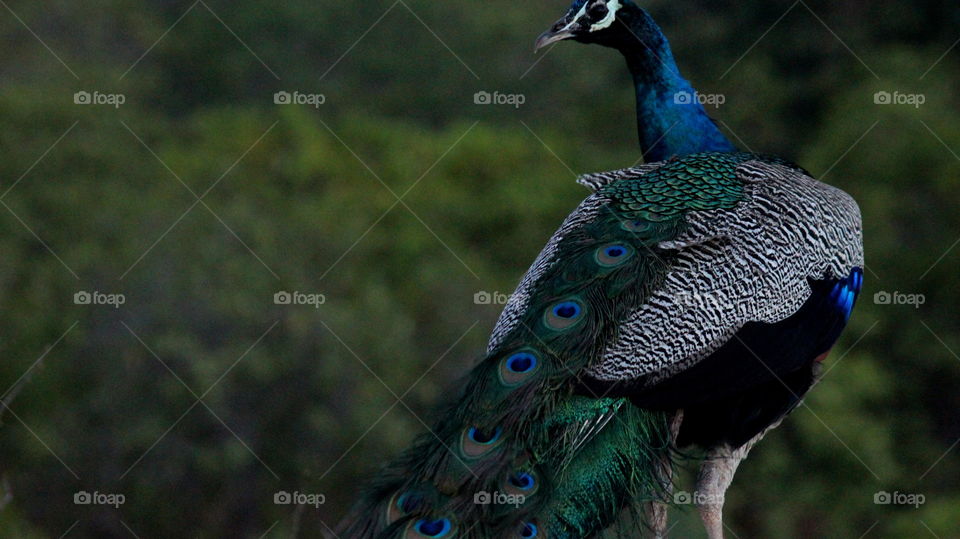 peacock on my roof top in India