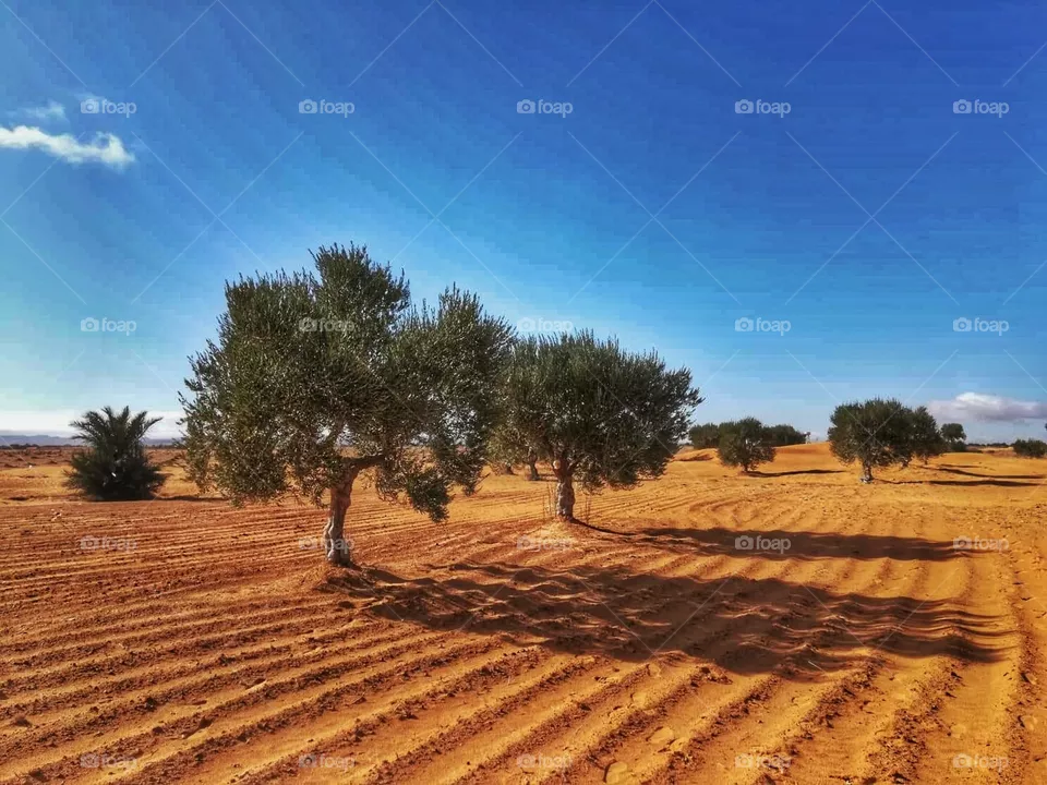 landscap
