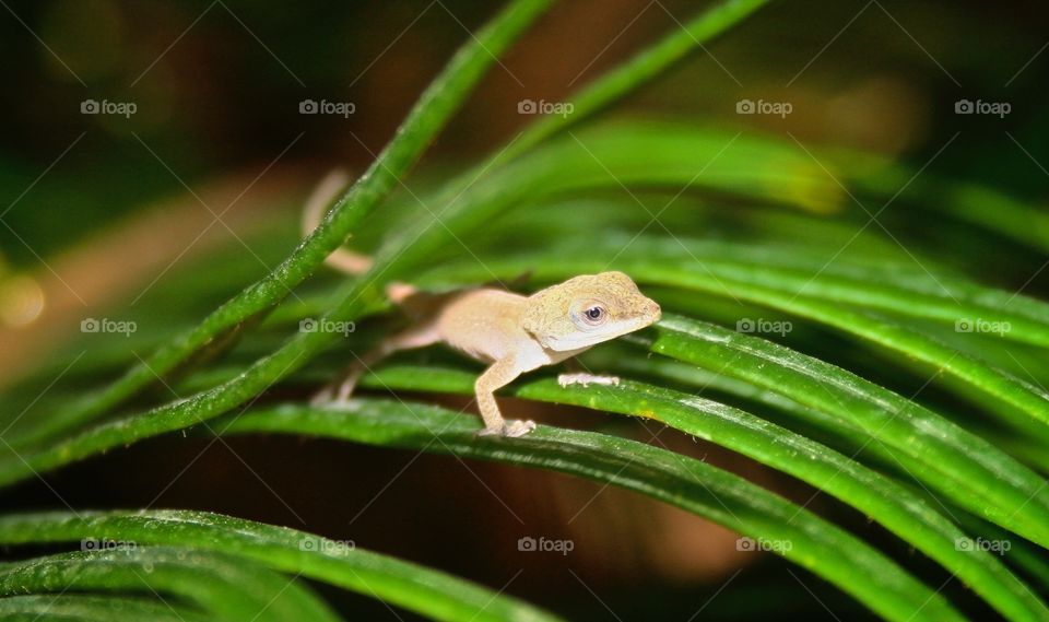 gecko hiding in palm leaves. gecko hiding in palm leaves, backyard in San Antonio Texas