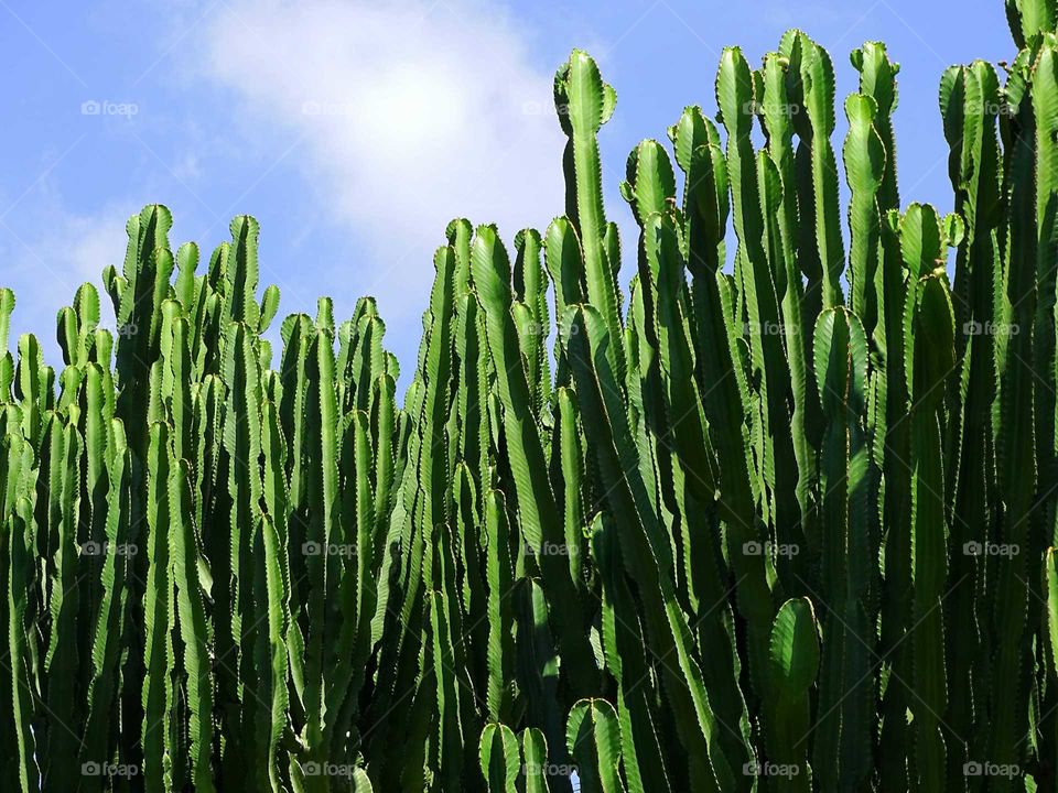 Cactus