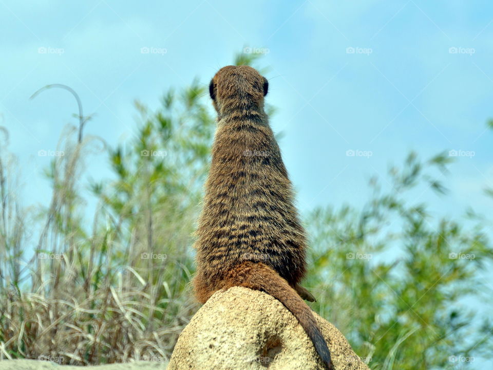 a mangoose looking in the sky