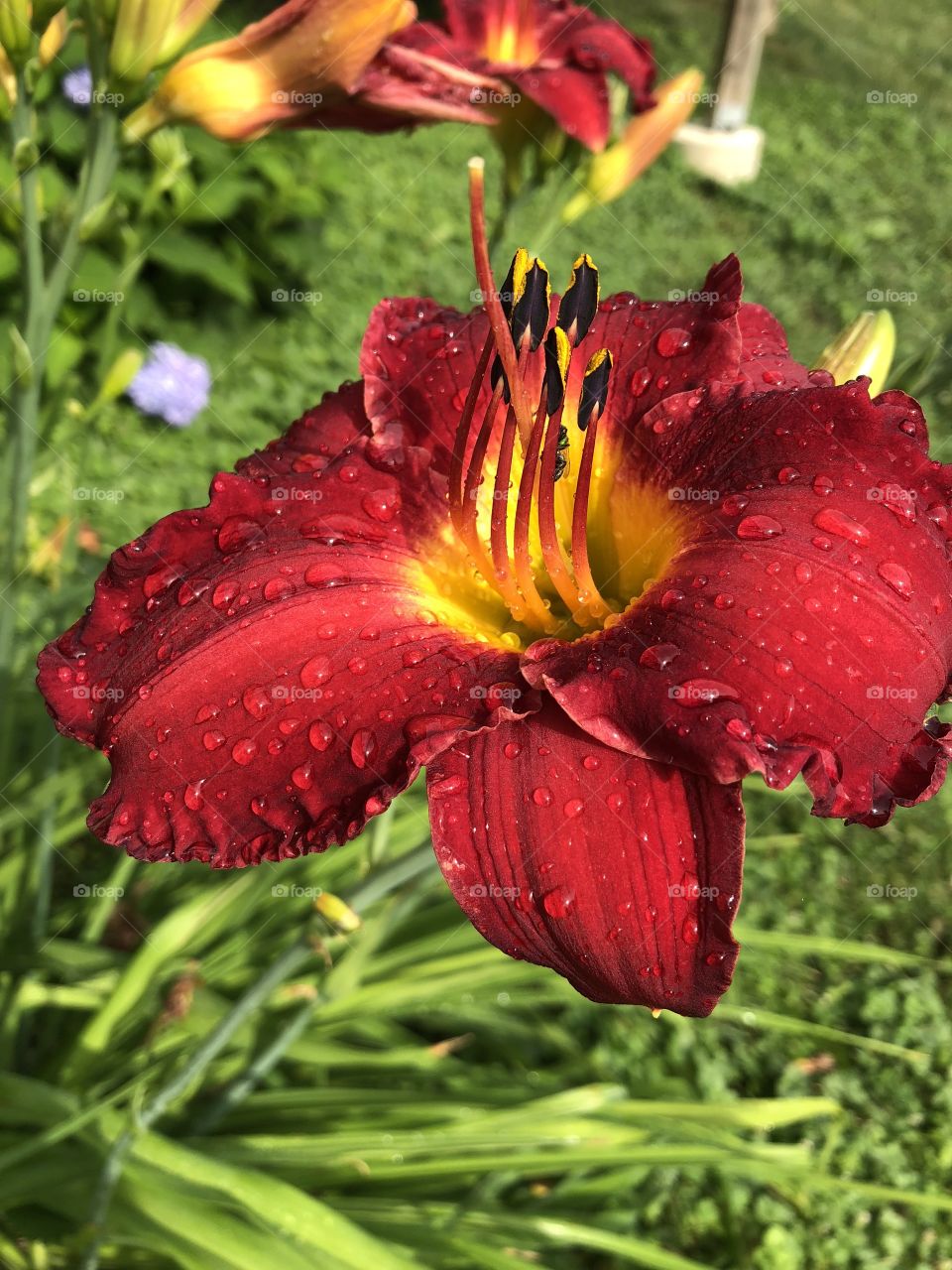 Red Flower Near Holiday Lake