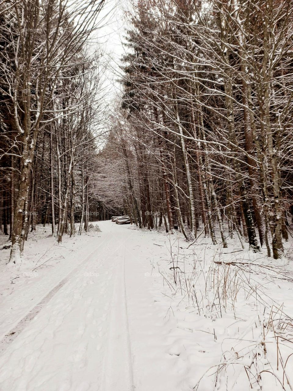 A Snow-covered Forest