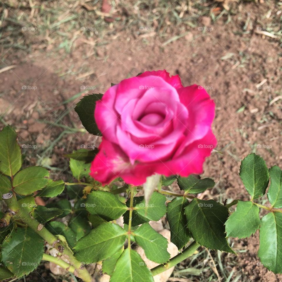 🌹 🇺🇸 Very beautiful flowers to brighten our day.  Live nature and its beauty. Did you like the delicate petals? / 🇧🇷 Flores muito bonitas para alegrar nosso dia. Viva a natureza e sua beleza. Gostaram das pétalas delicadas? 