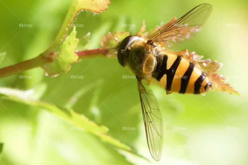 Wasp on the green leaf