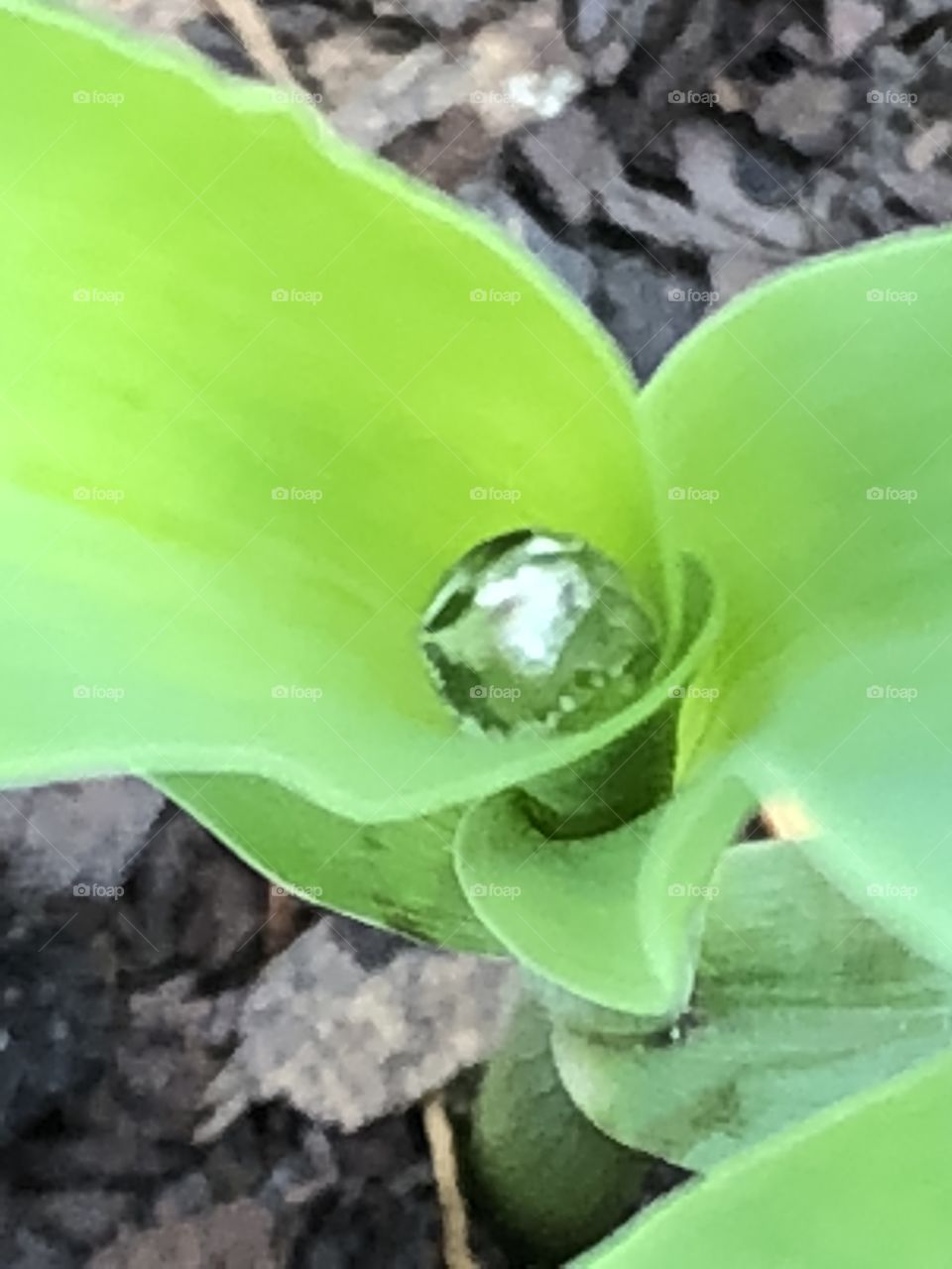 Corn seedling with bead of water