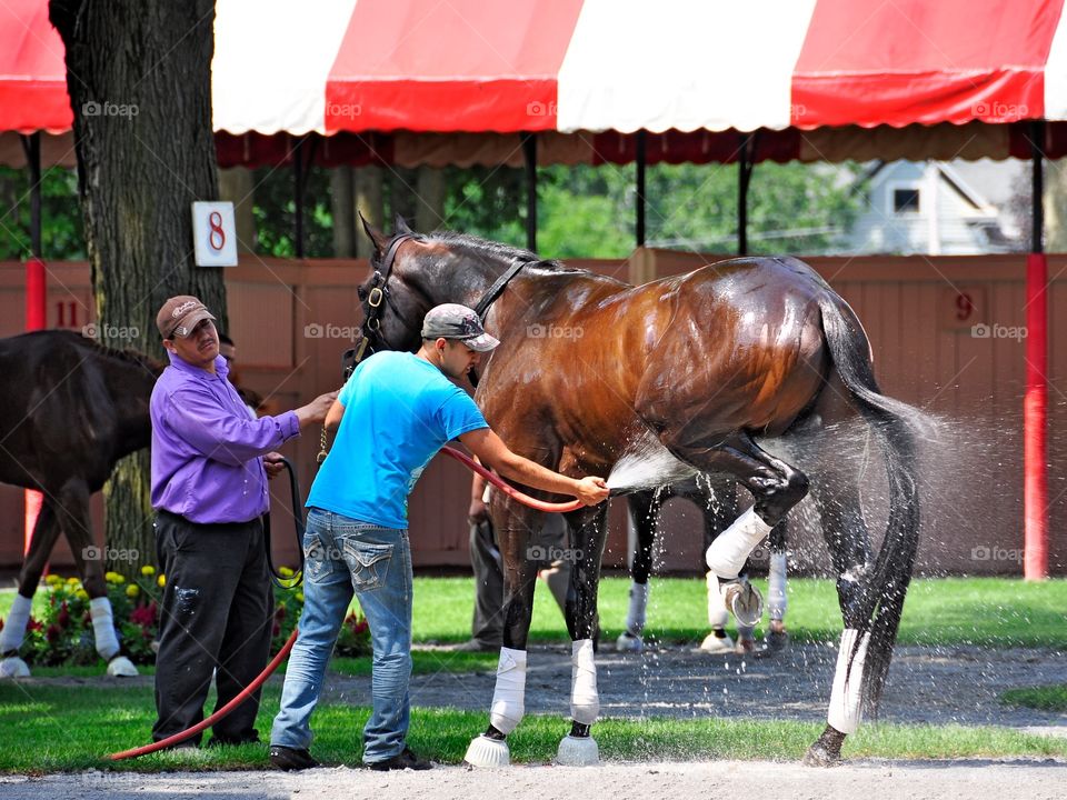 Schooling at Saratoga. A bay colt gets a cool shower at the paddock in Saratoga. Schooling racehorses on opening day. 
Zazzle.com/Fleetphoto