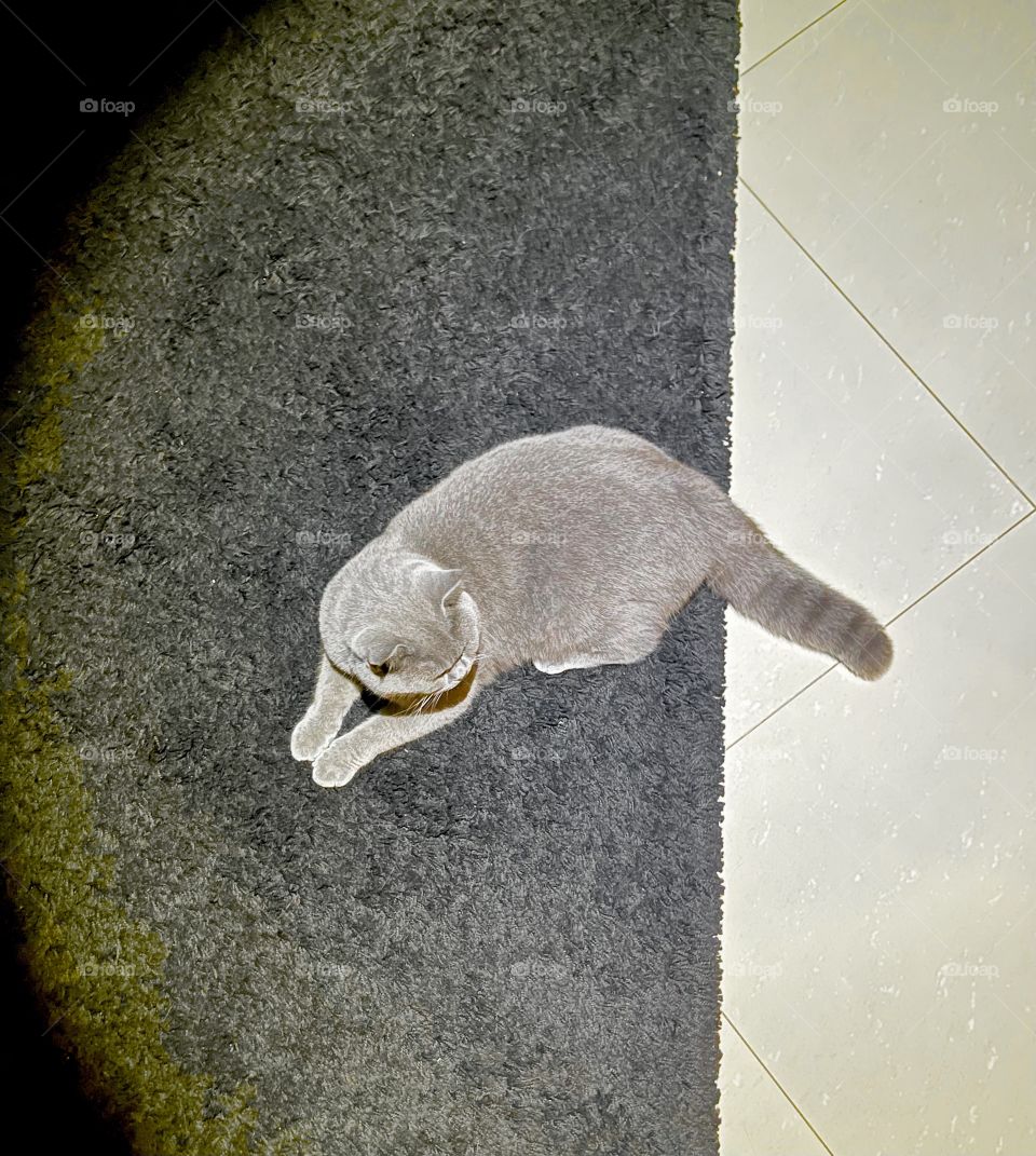 The cat From above