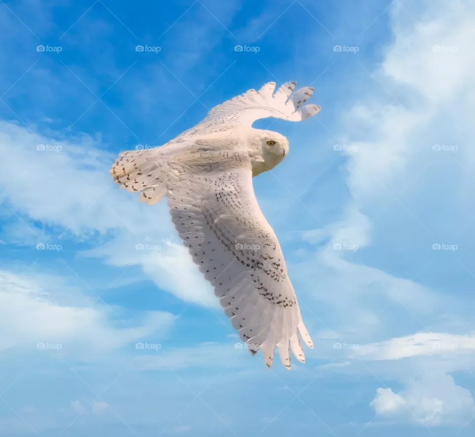 Beautiful and cute bird