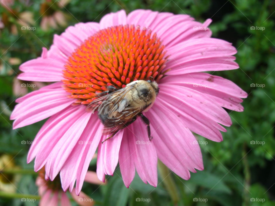 Bee on a flower