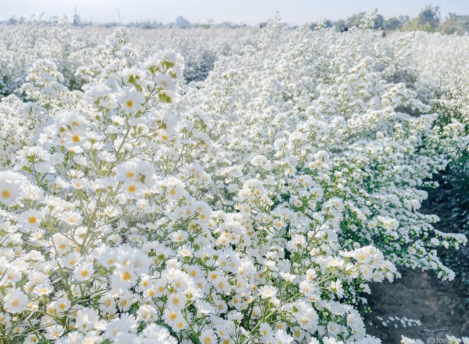 white camomile garden