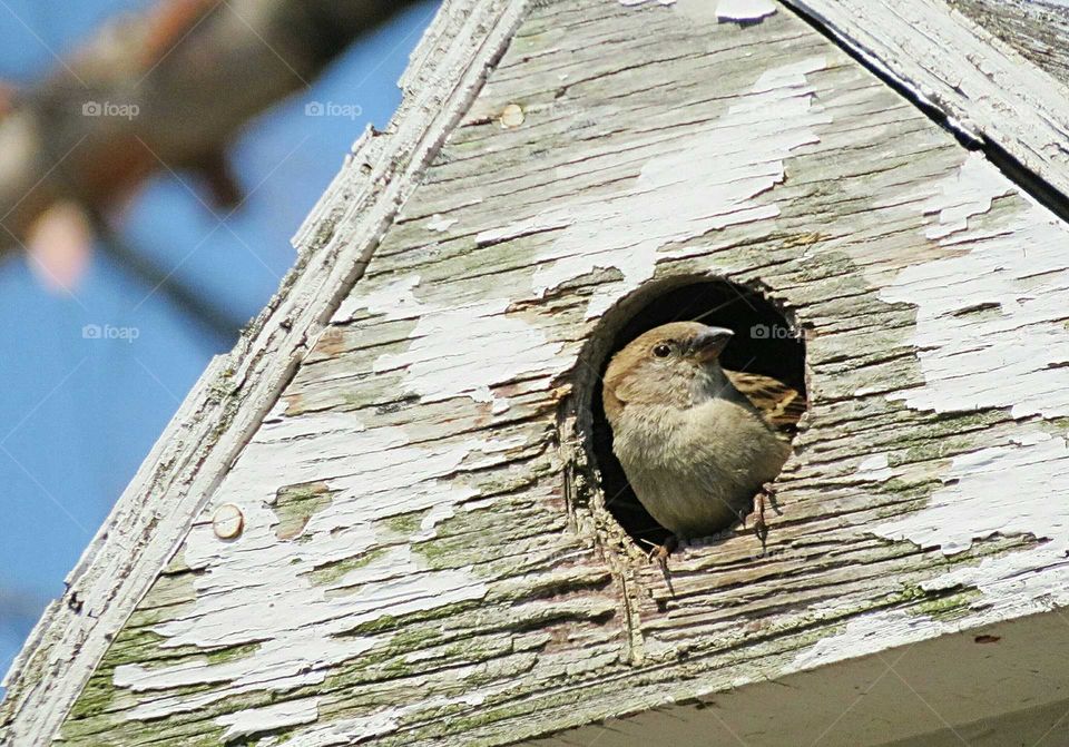 Old Birdhouse with Sparrow