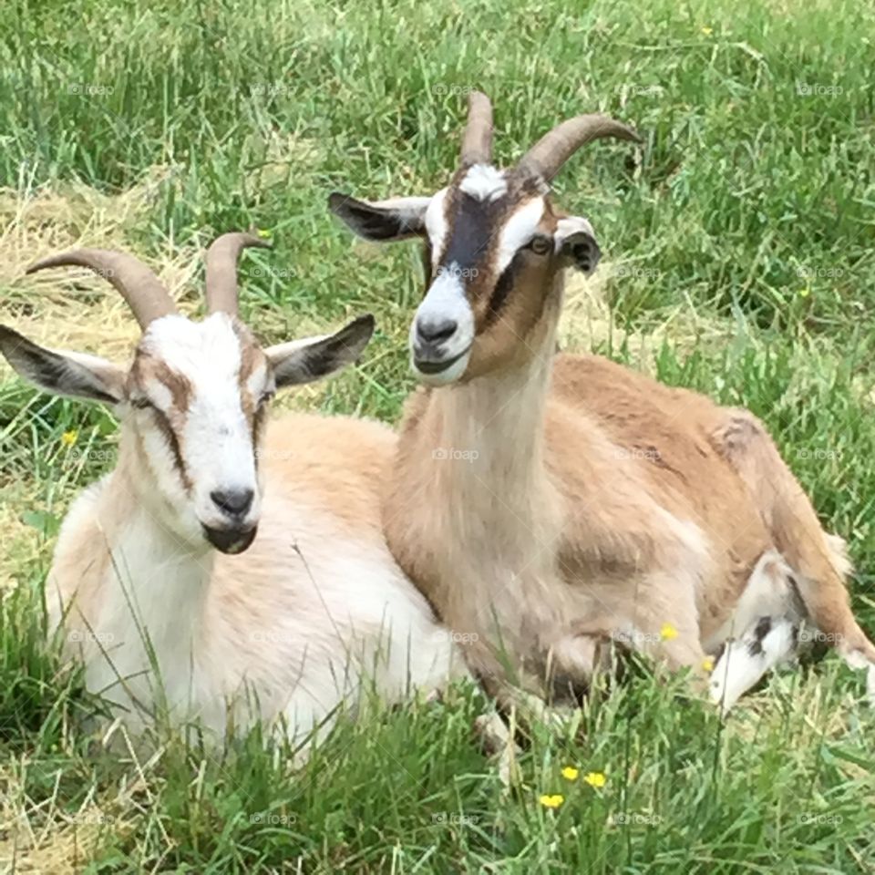 Goat friends