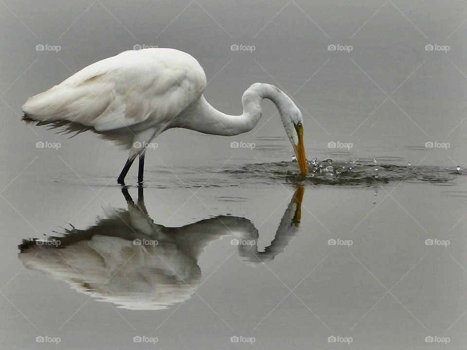 Egret reflection in shades of grey 