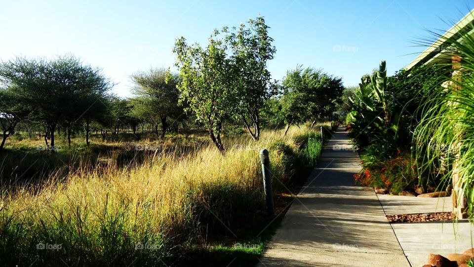 Footpath next to the bush