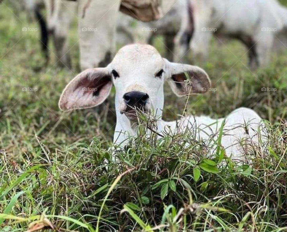 cattle looking beautiful
