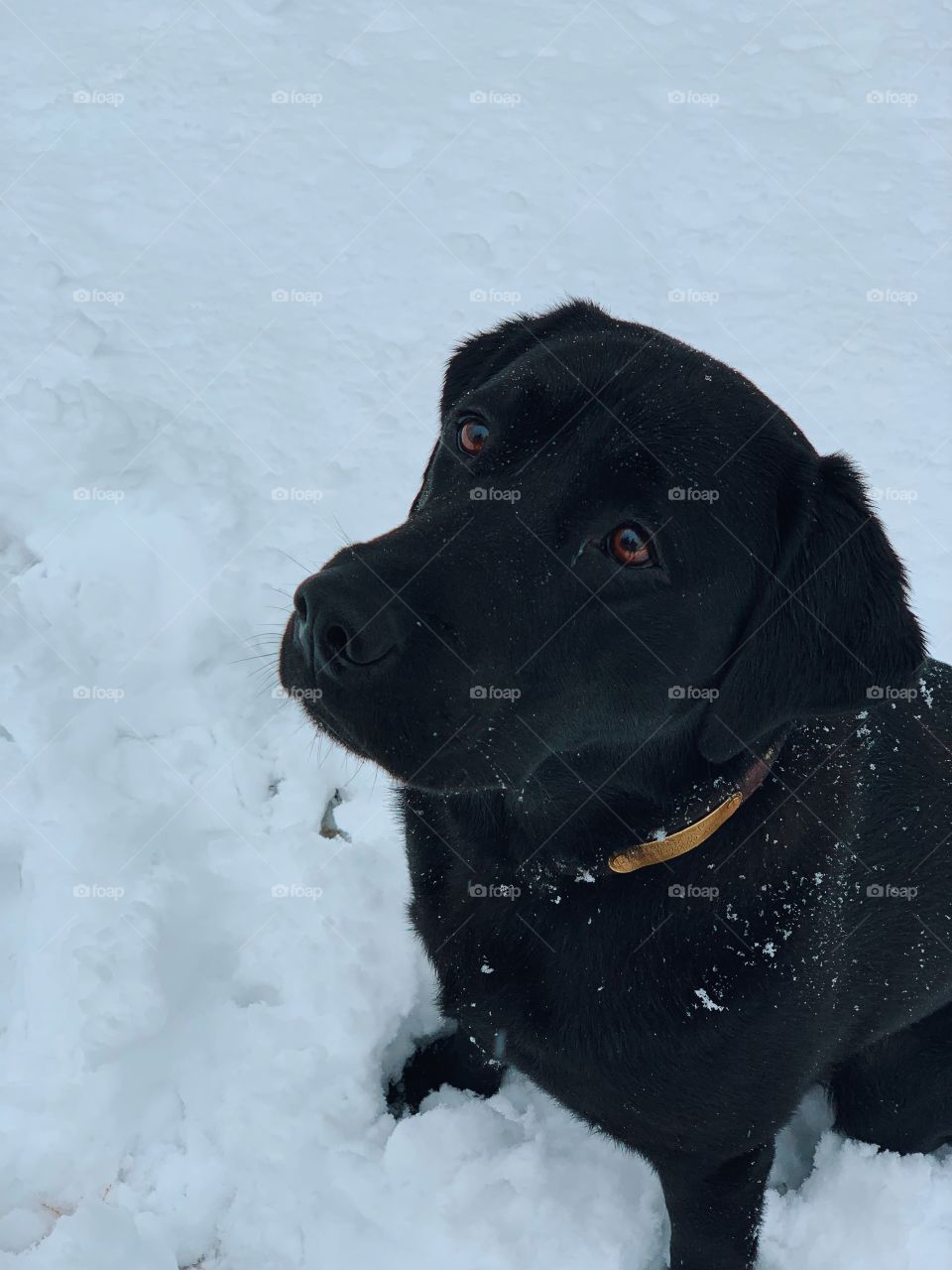 snow lab