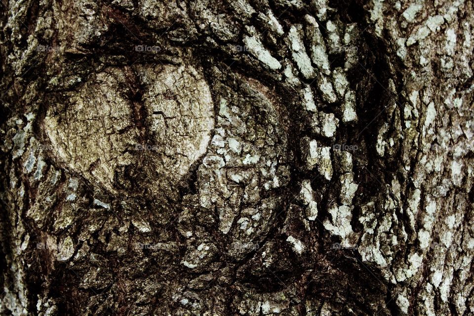 Beautiful pattern in tree bark