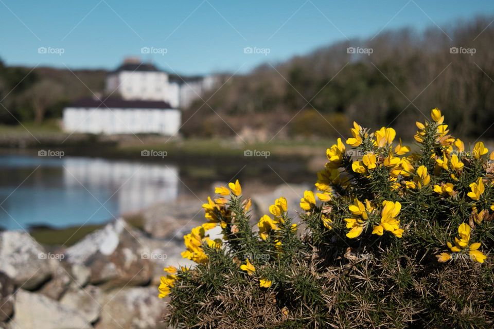 Yellow flowers