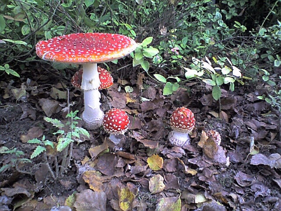 amanita