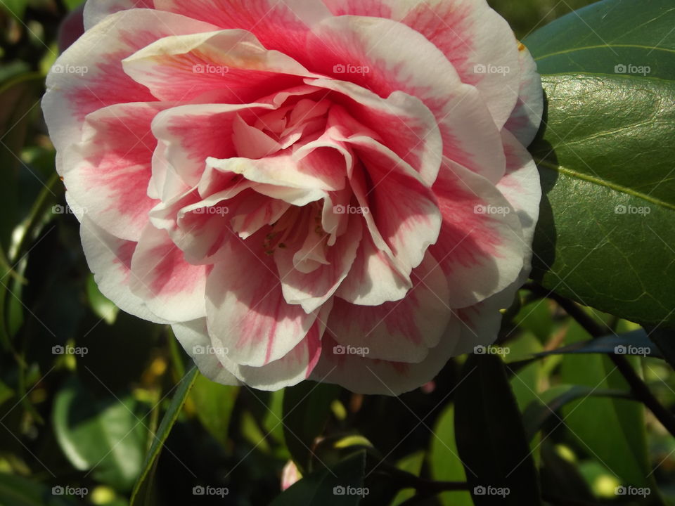 Pink And White Camellia Flower