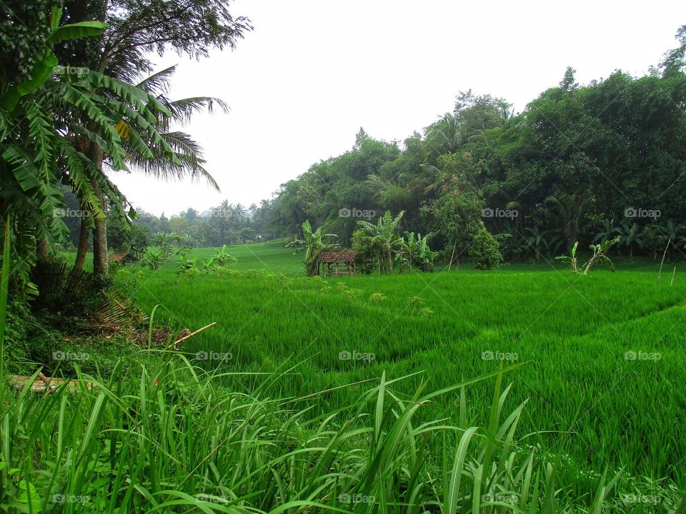 View of rice fields in the afternoon with fresh air