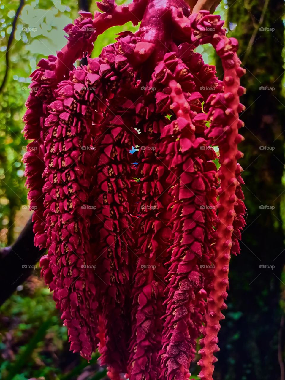 This is the young fruit of the pinanga tree that grows wild in the forest. The young fruit of Pinanga spp is bright red, looks beautifull