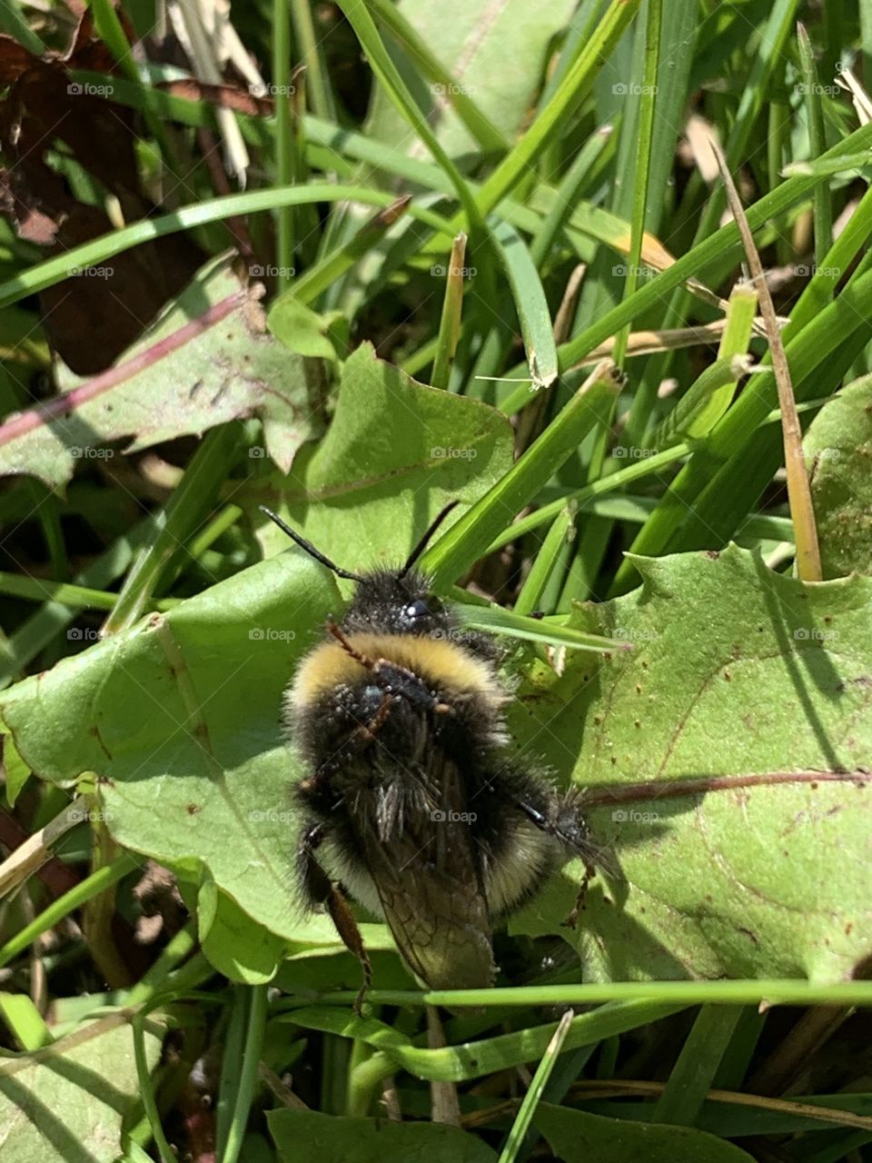 Bee in the grass 