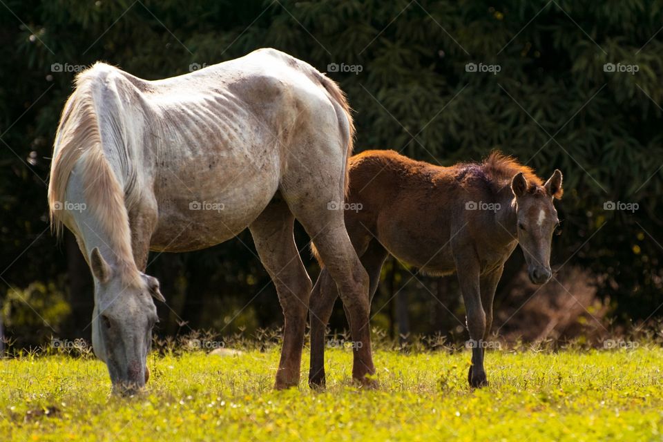 horses