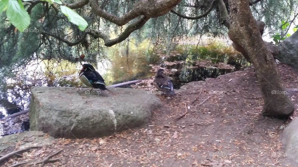 ducks sleeping in Lithia Park