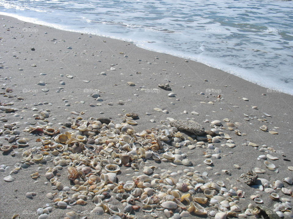 Seashells in Florida 