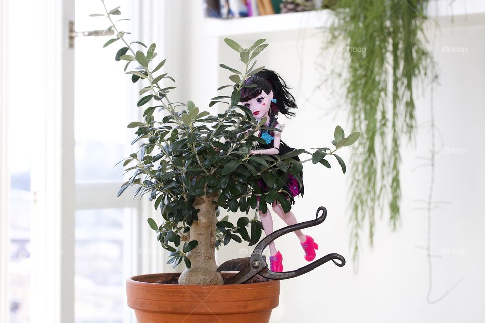 Flora, Pot, Houseplant, Growth, Leaf