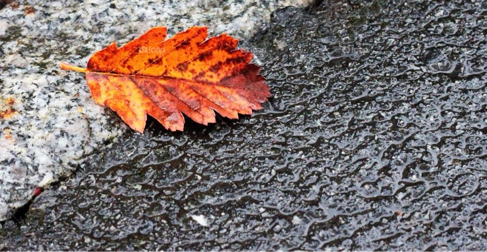 leaf fall autumn asphalt by arman