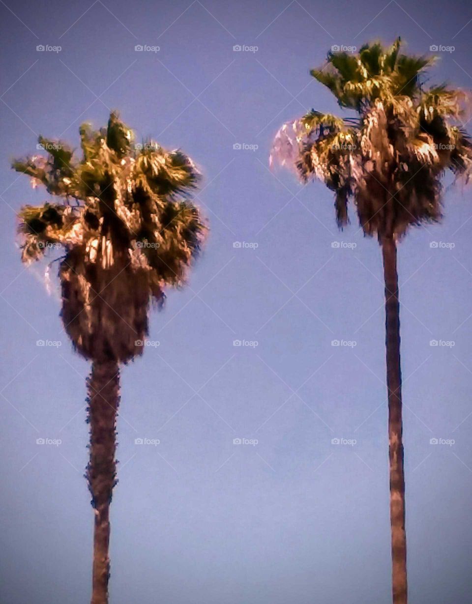 Two Palm Trees Against a Summer Sky