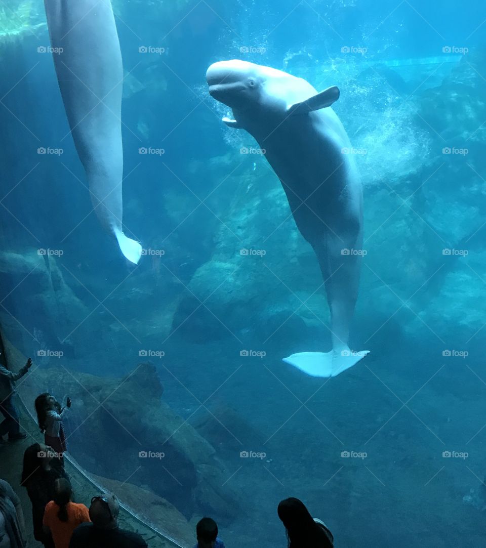Beluga Whale 