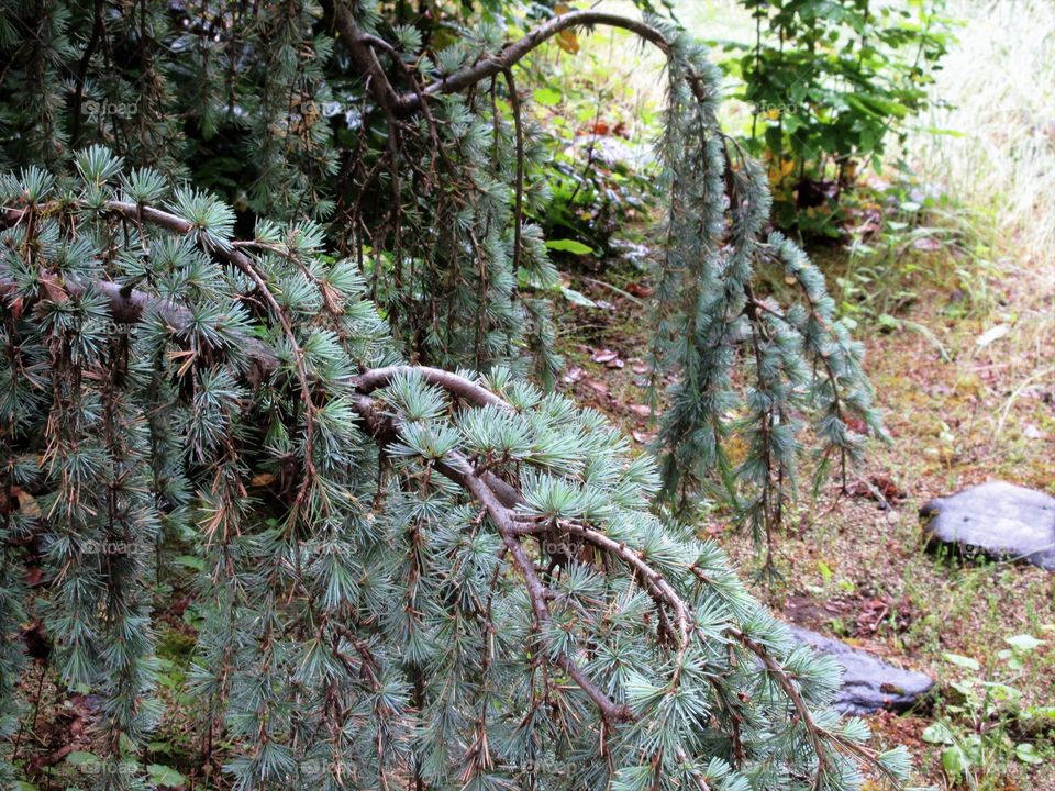 weeping conifer