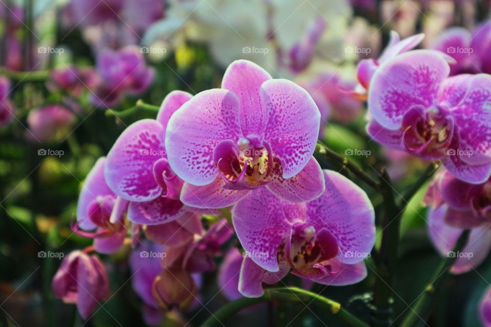 portrait of a flowers