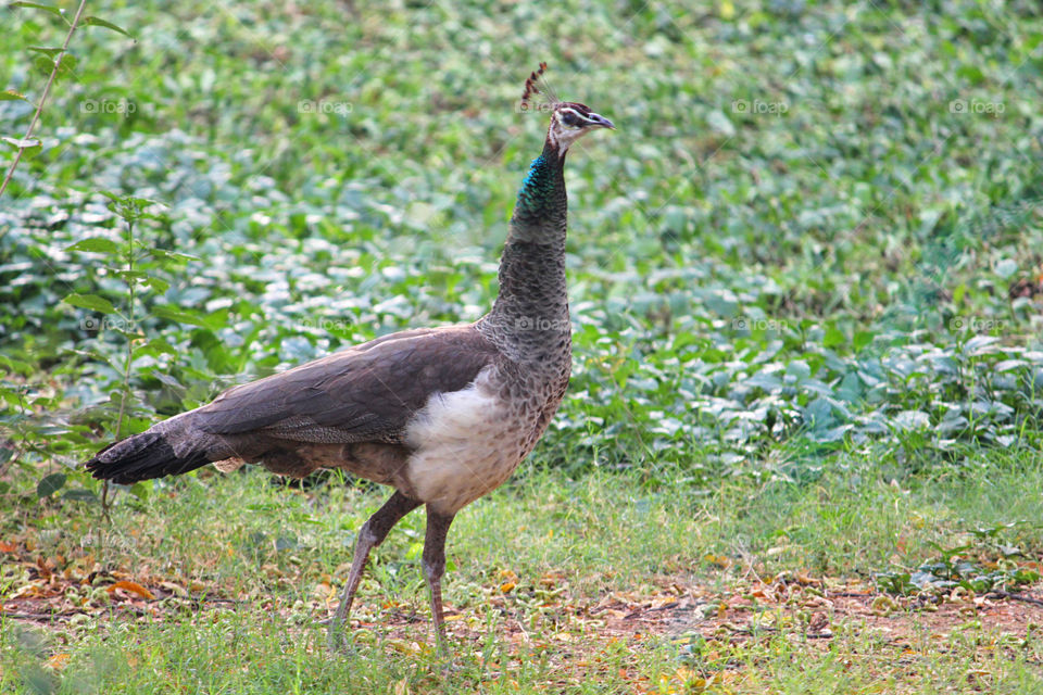 bronze white - eyed hens , the one on the right is a juvenile