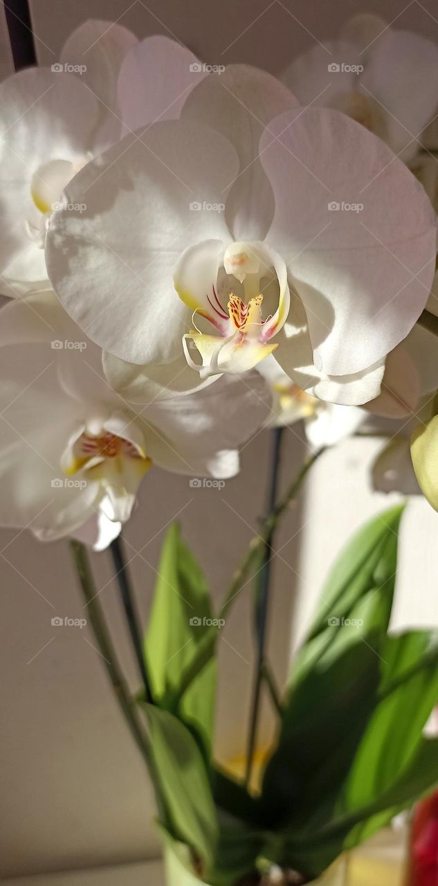 very beautiful white orchid flowers house plant, mobile photography