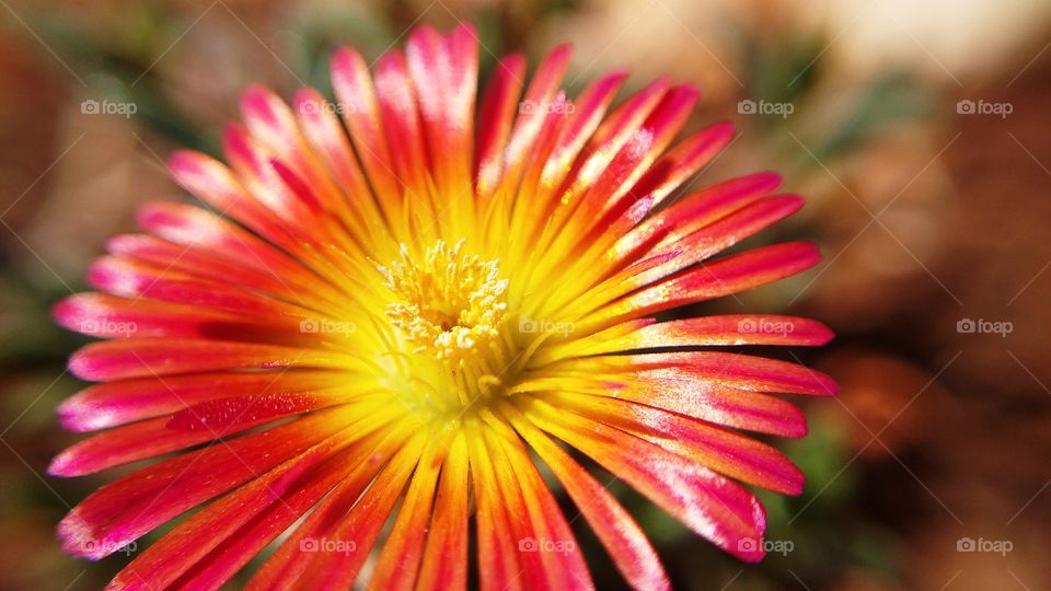 Macro Delosperma Wheels of Wonder