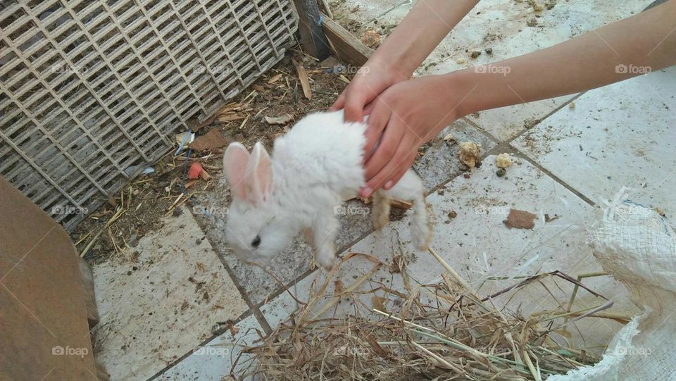 A human hand holding a white rabit.