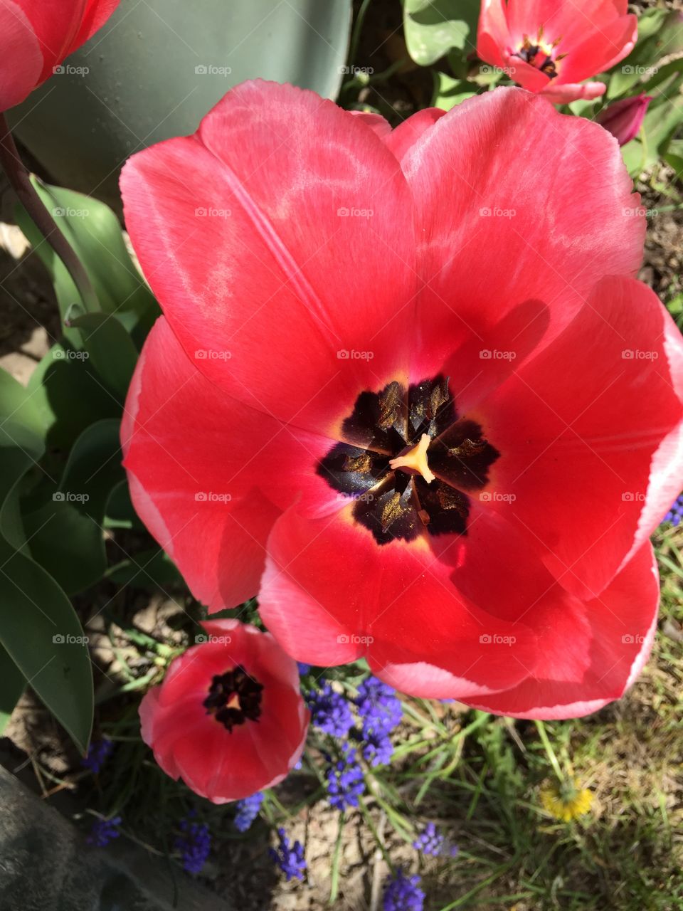 Pink Tulips and Purple Hyacinths