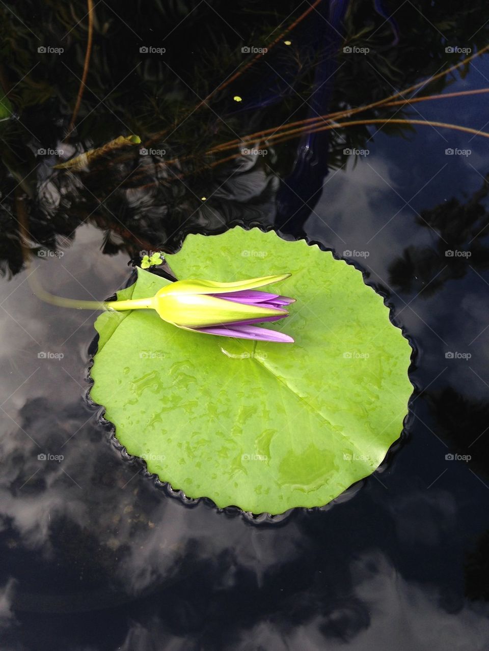 Lily pad in pond