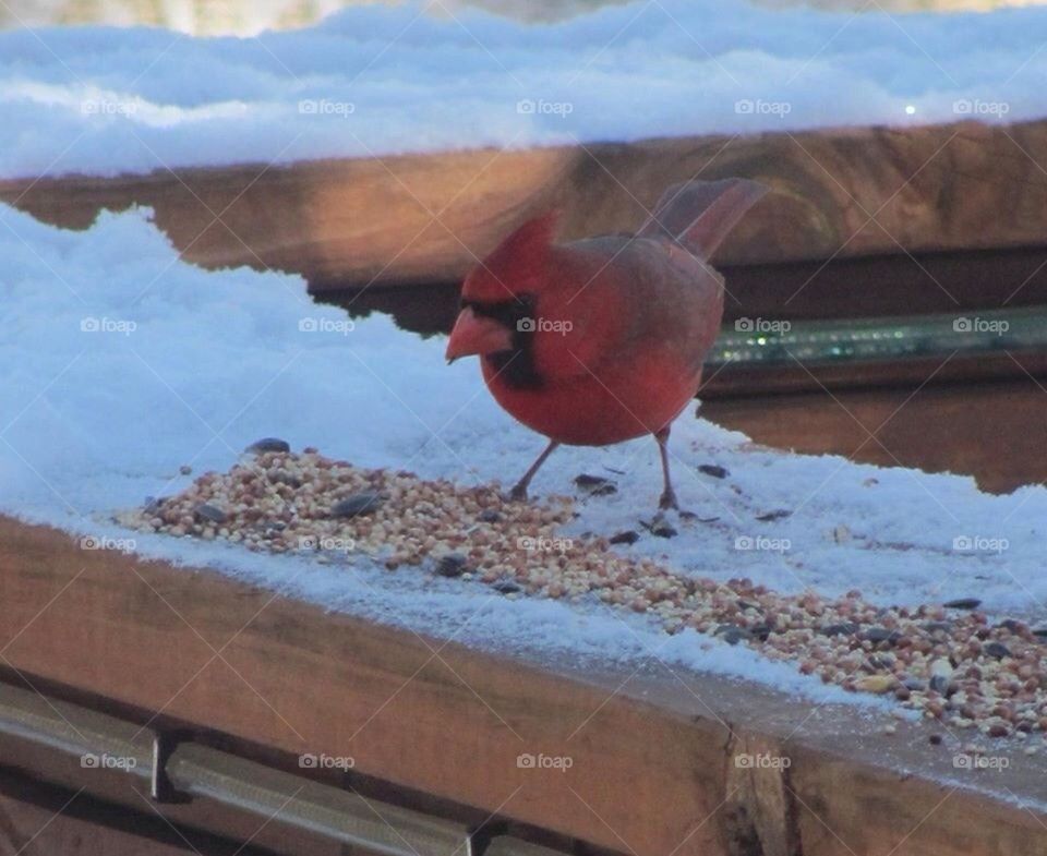 Cardinal Closeup